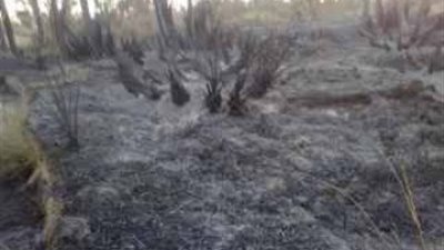 «عقب سيجارة» يتسبب في اندلاع حريق بأرض زراعية في سيوة