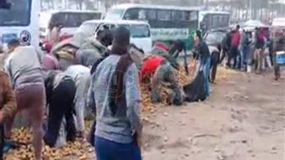 مواطنون يتسابقون على بطاطس سيارة نقل انقلبت بالشرقية