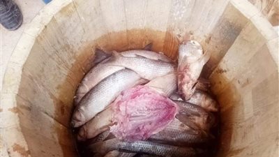 ضبط 2.5 طن سمان مجهول و200 كيلو فسيخ فاسد بكفر الشيخ (صور)