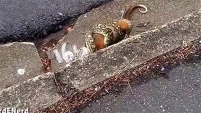 بالفيديو.. لحظة محاولة ثعبان صغير إبتلاع حيوان «بوسوم» بالكامل