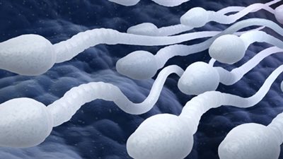 علماء يكتشفون البروتين المنظم لتطور الحيوانات المنوية