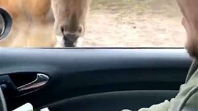 مفاجأة غير سارة لشاب يطعم ظبيا بيده (فيديو وصور)