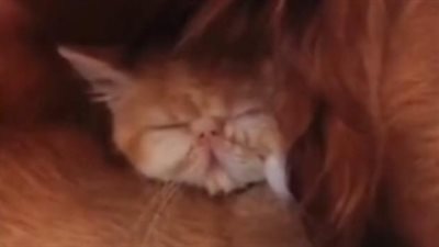 قطة تختبئ من صاحبها في مكان لا يخطر على بال أحد (فيديو)