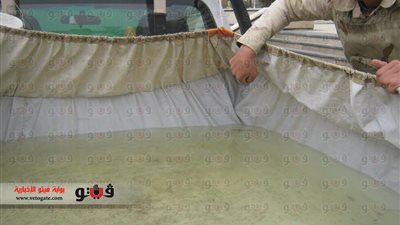 بالصور.. إحباط محاولة تهريب 5 ملايين وحدة سمك زرّيعة ببورسعيد