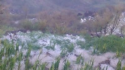 توصيات الزراعة للحفاظ على المحاصيل خلال موجة الطقس السيئ القادمة