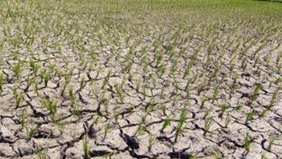 الأرز الجاف..طريق مصر لزيادة الإنتاجية وترشيد المياه