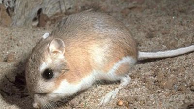 فأر يحارب أفعى بأسلوب النينجا في لقطات مثيرة (فيديو)