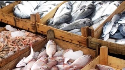 أسعار الأسماك في أسواق الجملة اليوم.. والبلطي يسجل 26 جنيها