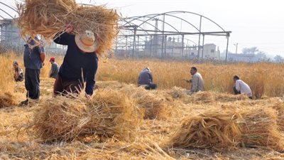 «التموين» تجهز الشون والصوامع لموسم حصاد القمح بالوادي الجديد