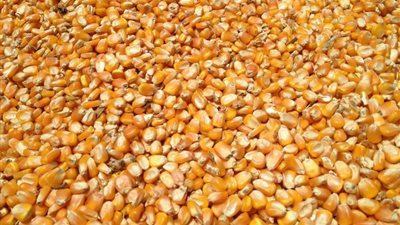 خبير زراعي: نستورد بـ1.7 مليار دولار ذرة سنويا