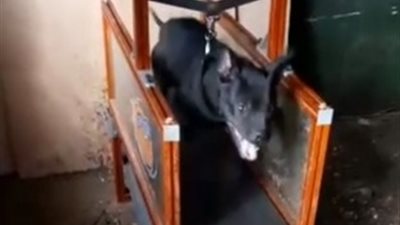 إجبار كلاب للجري على «التريد ميل» لتدريبهم على القتال