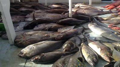 عمومية «المصرية للأسماك» تقر تعديلات جديدة على نظامها الأساسي