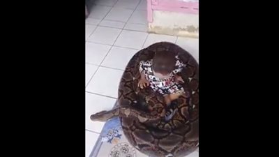طفل يلهو مع ثعبان ضخم بطريقة غريبة (فيديو)