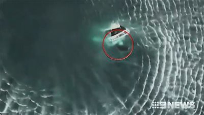 غرق قارب بسبب ثقل أسماك قرش أعلاه (فيديو)