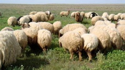 أستراليا ترفع حظر تصدير الأغنام إلى مصر