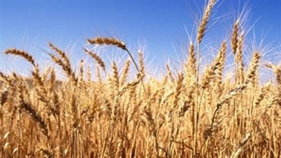 ارتفاع أسعار القمح العالمية عقب إعلان مصر عن مناقصة لاستيراد المحصول