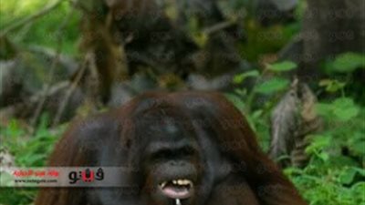 بالصور.. حديقة حيوانات ترسل قردا إلى مصحة لعلاجه من إدمان التدخين