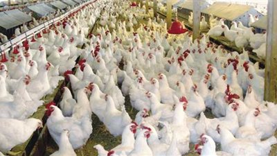 أسعار الدواجن اليوم 2/ 4/ 2019.. والكيلو يسجل 25 جنيها