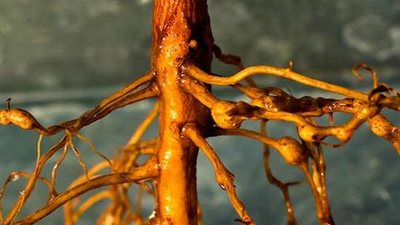 «النيماتودا» خطر يهدد زراعة القمح في مصر.. أستاذ بالمركز القومي للبحوث: إهدار 50% من محصول هذا العام.. وتوقعات باستبعاد زراعته في 75% من مناطق الاستصلاح الحديثة بالصحراء الغربية (صور)