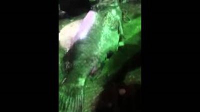 بالفيديو.. اصطياد سمكة هامور وزنها 280 كيلو جراما في السعودية