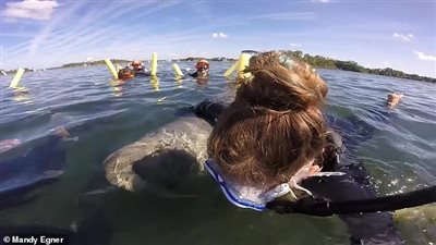 «عاوز حضن».. كلب بحر يهاجم امرأة (فيديو وصور)