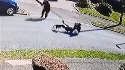 قطة تهاجم كلبا وصاحبه بجنون (فيديو وصور)