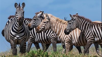 أول حمار وحشي أشقر اللون (صور)