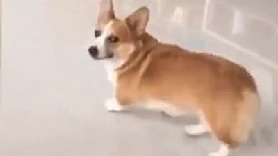 رد فعل طريف لكلب أراد صاحبه معاقبته (فيديو وصور)