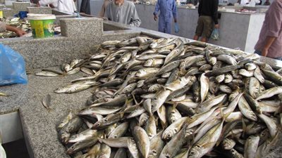 انخفاض أسعار الأسماك.. و«البلطي» يسجل 11.5 جنيهًا