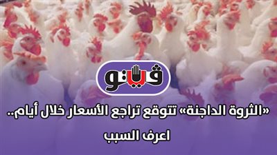 «الثروة الداجنة» تتوقع تراجع الأسعار خلال أيام.. اعرف السبب