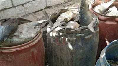 كيف تواجه سموم الفسيخ والرنجة؟.. القلي لمدة 10 دقائق.. تناول الليمون والبصل والخس والبقدونس.. الأعشاب المدرة للبول والشاي الأخضر بالنعناع..وخبراء: الأسماك المملحة تصيب بالتسمم الغذائي والتهابات المعدة