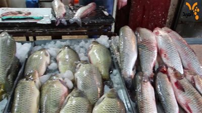 شعبة الأسماك تطالب بإعادة النظر في قرار إلغاء رسم الصادر