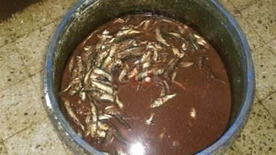 ضبط 1629 كرتونة مواد غذائية وأسماك مملحة منتهية الصلاحية بالشرقية