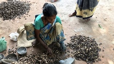 للكاجو قصة أخرى بخلاف طعمه اللذيذ (صور)