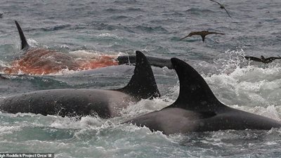 عصابة حيتان قاتلة تفترس حوتا أزرق ضخما (فيديو وصور)