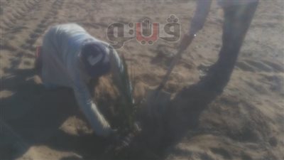 زراعة أصناف فاخرة من النخيل وحصاد القمح بشلاتين لأول مرة