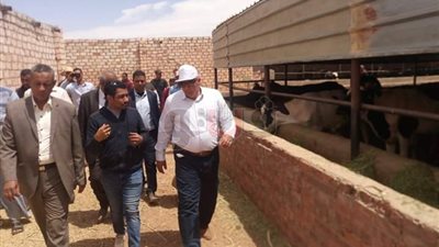 تدشين مشروع لزراعة 25 ألف نخلة في الوادي الجديد