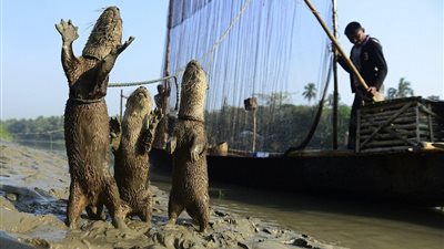 بالصور.. الصيد بثعالب الماء أغرب طرق صيد الأسماك