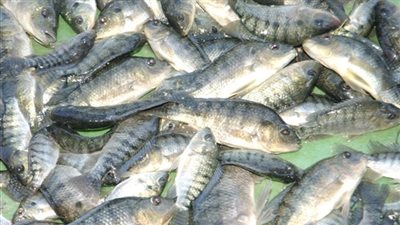 سمك «بياض» يسجل 19 جنيها بسوق العبور