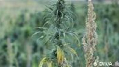 تيار «الاندفاع الأخضر» قد يضع ألمانيا ضمن كبار منتجي الحشيش الطبي