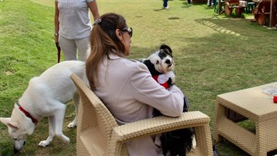 حكاية أول نادٍ رياضي للحيوانات في مصر.. أسسه مهندس ميكانيكا داخل «الشمس».. «أحمد» يتفرغ لمشروع رعاية «الحيوانات الأليفة».. التدريب ومتابعة السلوك ضمن القائمة.. واستمارات 