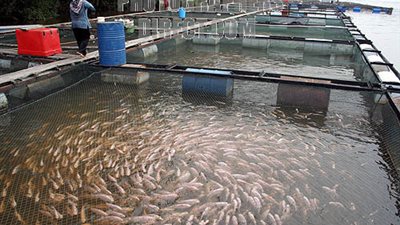 البيئة: حملة تفتيش على المزارع السمكية بالتل الكبير