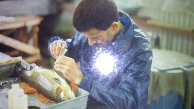 دراسه تؤكد إمكانية رفع إنتاجية 