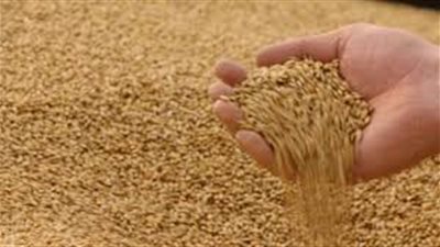 وزير التموين يعلن أسعار القمح في الموسم الجديد