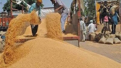 محافظ كفر الشيخ: بدء موسم توريد القمح 15 أبريل بـ 655 جنيها للإردب