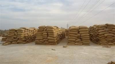 الأردن يشتري 100 ألف طن من القمح في مناقصة عالمية