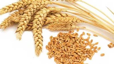 أسعار عقود القمح الأمريكي تنهي العام منخفضة أكثر من 20%