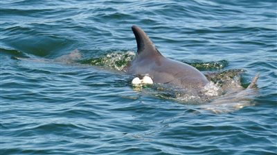 لقطات مفجعة لدلفين تحمل جثة صغيرها في المياه