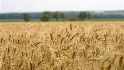 زراعة 120 ألف فدان قمح بشرق العوينات