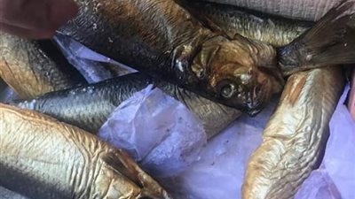 «تموين بورسعيد»: ضبط ربع طن رنجة فاسدة (صور)